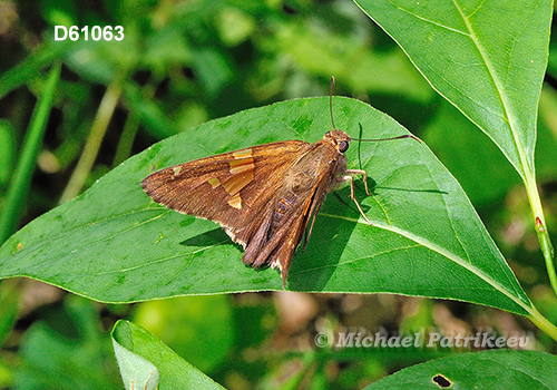 Hobomok Skipper (Poanes hobomok)